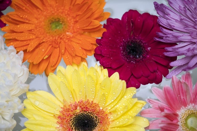 enfeite a seu jardim com flores em garrafa pet