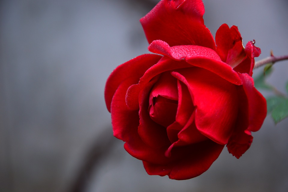 Conheça os Tipos de Rosas Para Presentear