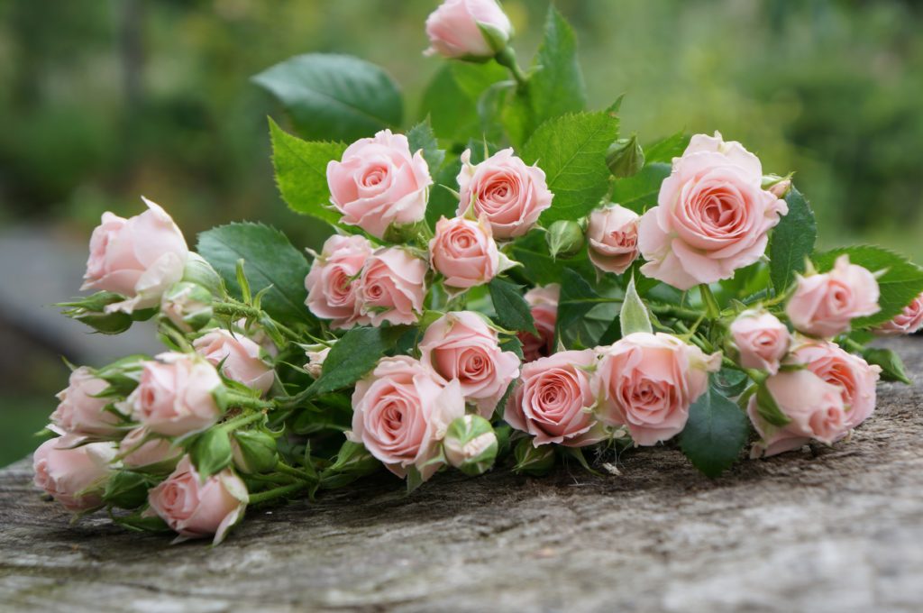 A Rosa está na lista de flores para atrair boas energias