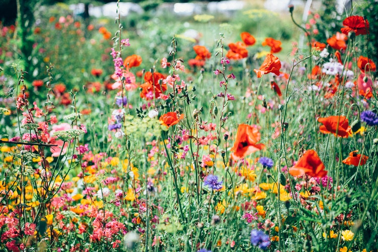 conheça algumas flores que resistem ao sol