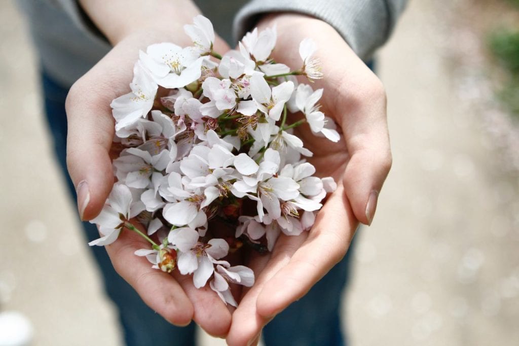 flores e seus significados