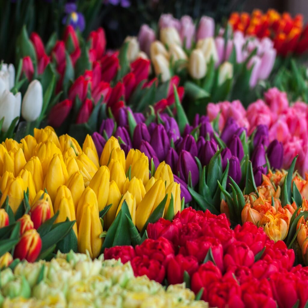 várias flores lado a lado em tons amarelos, vermelhos, roxos, rosas