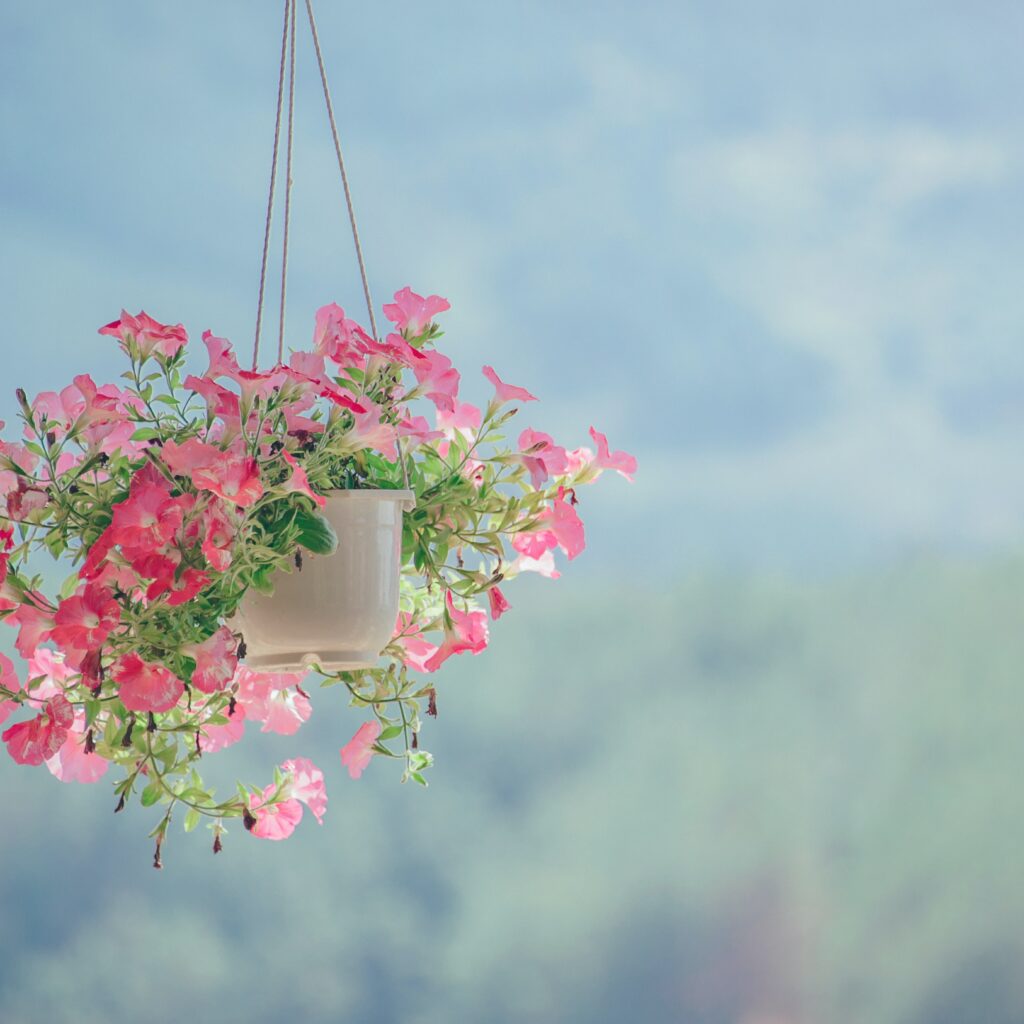 imagem com fundo azul e flores para decoração rosas em vaso branco penduradas