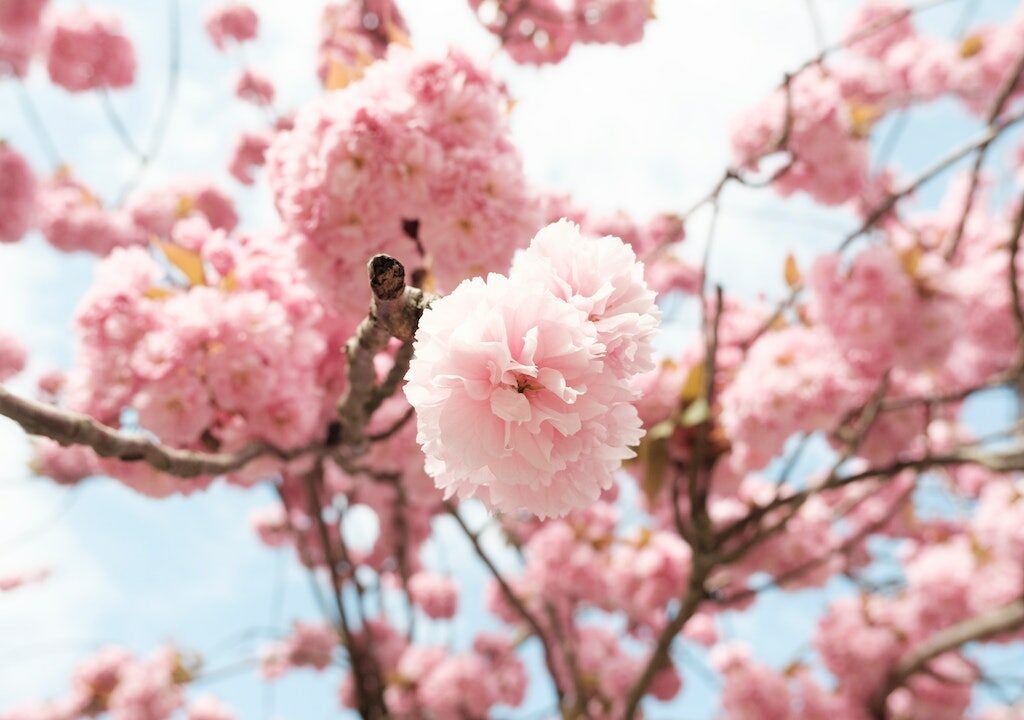 Flores e suas simbologias